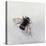 Bombus terrestris 11-Odile Kidd-Premier Image Canvas