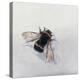 Bombus terrestris 11-Odile Kidd-Premier Image Canvas