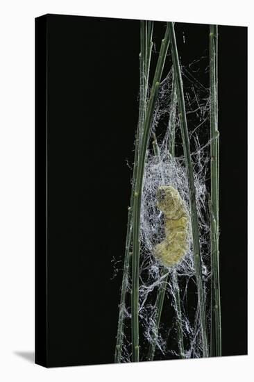 Bombyx Mori (Common Silkmoth) - Larva or Silkworm Spinning Cocoon-Paul Starosta-Premier Image Canvas