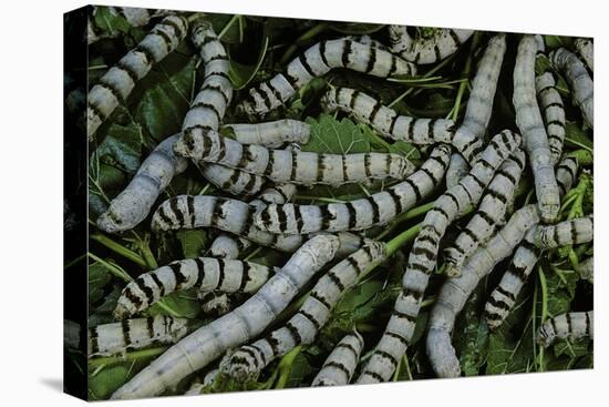 Bombyx Mori (Common Silkmoth) - Larvae or Silkworms with Mulberry Leaves-Paul Starosta-Premier Image Canvas