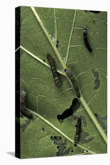 Bombyx Mori (Common Silkmoth) - Young Larvae or Silkworms Feeding on Mulberry Leaf-Paul Starosta-Premier Image Canvas