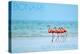 Bonaire, Dutch Caribbean - Flamingos and Ocean-Lantern Press-Stretched Canvas