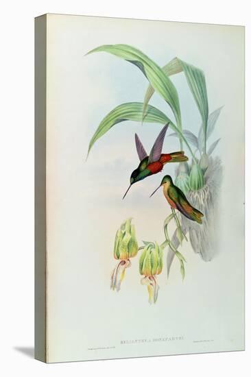 Bonaparte's Star Fronted Hummingbird-John Gould-Premier Image Canvas