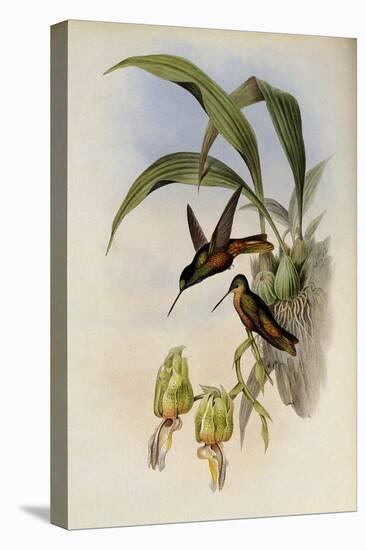 Bonaparte's Star-Frontlet, Helianthea Bonapartei-John Gould-Premier Image Canvas