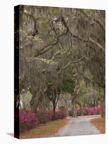Bonaventure Cemetery with Moss Draped Oak, Dogwoods and Azaleas, Savannah, Georgia, USA-Joanne Wells-Premier Image Canvas