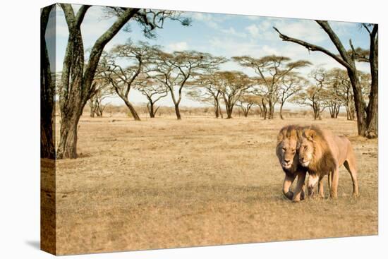 Bonding Lions Walk-Howard Ruby-Premier Image Canvas