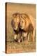 Bonding Lions-Howard Ruby-Premier Image Canvas