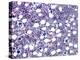 Bone Marrow, Light Micrograph-Steve Gschmeissner-Premier Image Canvas