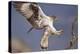 Bonelli's Eagle or Eurasian Hawk-Eagle-Staffan Widstrand-Premier Image Canvas