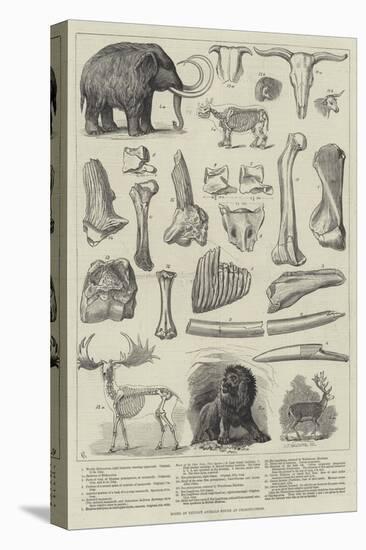 Bones of Extinct Animals Found at Charing-Cross-null-Premier Image Canvas