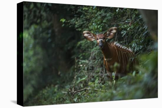 Bongo (Tragelaphus Eurycerus) Mbomo-Pete Oxford-Premier Image Canvas