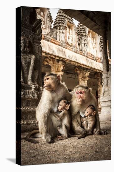Bonnet Macaque (Macaca Radiata) Females Suckling Babies in Temple, Hampi, Karnataka, India, July-Paul Williams-Premier Image Canvas