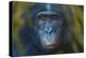 Bonobo (Pan Paniscus) Captive, Portrait, Occurs In The Congo Basin. Leaves Digitally Added-Ernie Janes-Premier Image Canvas