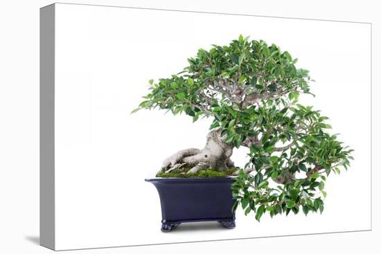 Bonsai Ficus-Fabio Petroni-Premier Image Canvas