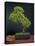 Bonsai, Japanese Art Form, Miniature Tree in Bon-Chris Willson-Premier Image Canvas