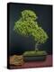 Bonsai, Japanese Art Form, Miniature Tree in Bon-Chris Willson-Premier Image Canvas