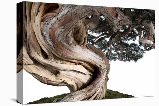 Bonsai Juniper-Fabio Petroni-Premier Image Canvas