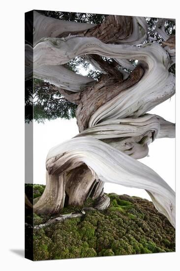 Bonsai Juniper-Fabio Petroni-Premier Image Canvas