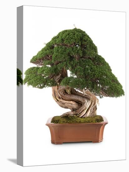 Bonsai Juniper-Fabio Petroni-Premier Image Canvas