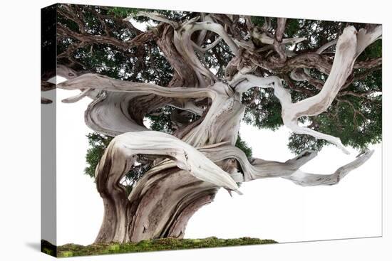 Bonsai Juniper-Fabio Petroni-Premier Image Canvas