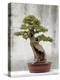 Bonsai Tree, Classical Garden, Suzhou, Jiangsu, China-Ivan Vdovin-Premier Image Canvas