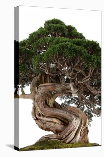 Bonsai-Fabio Petroni-Premier Image Canvas