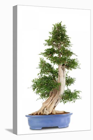 Bonsai-Fabio Petroni-Premier Image Canvas