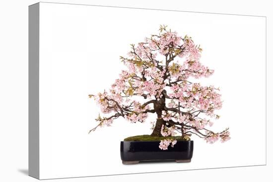 Bonsai-Fabio Petroni-Premier Image Canvas