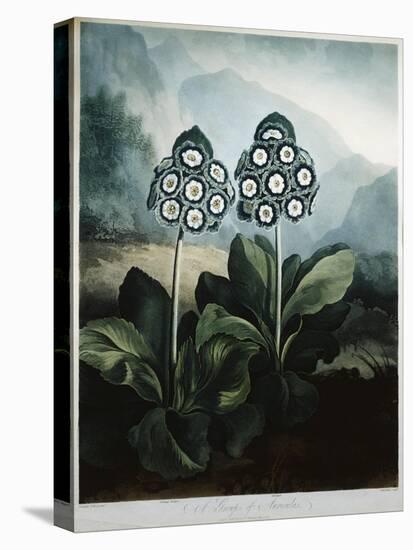 Book Illustration of a Group of Auriculas-null-Premier Image Canvas