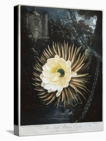 Book Illustration of the Night Blowing Cereus-null-Premier Image Canvas