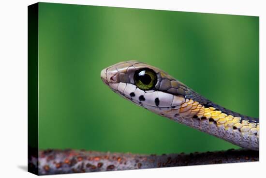 Boomslang juvenile, venomous back-fanged snake, South Africa-Chris Mattison-Premier Image Canvas