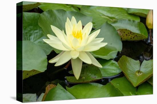 Boothbay Harbor, Maine, USA. Coastal Maine Botanical Gardens. Yellow Water Lily-Janet Horton-Premier Image Canvas