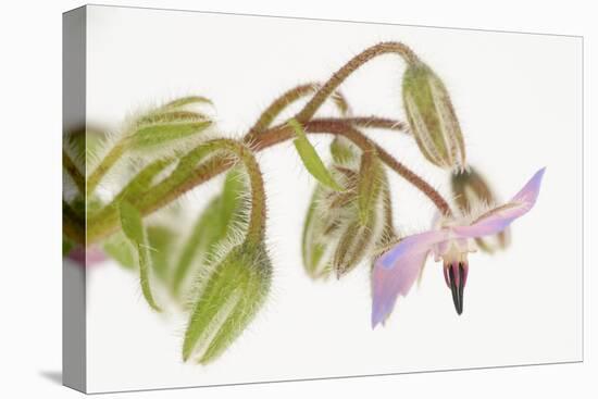 Borage, Borago Officinalis, Blossoms-Andreas Keil-Premier Image Canvas