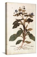 Borage - Borago Officinalis (Buglossum) by Leonhart Fuchs from De Historia Stirpium Commentarii Ins-null-Premier Image Canvas