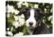 Border Collie 03-Bob Langrish-Premier Image Canvas