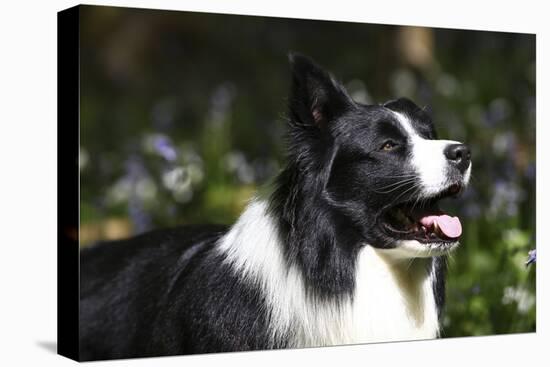 Border Collie 06-Bob Langrish-Premier Image Canvas