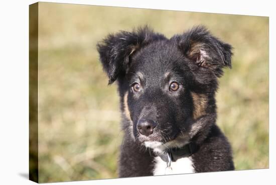 Border Collie 11-Bob Langrish-Premier Image Canvas