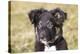 Border Collie 11-Bob Langrish-Premier Image Canvas