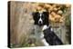 Border Collie 18-Bob Langrish-Premier Image Canvas