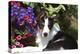 Border Collie 40-Bob Langrish-Premier Image Canvas