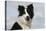 Border Collie 46-Bob Langrish-Premier Image Canvas