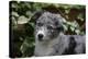 Border Collie 51-Bob Langrish-Premier Image Canvas