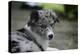 Border Collie 52-Bob Langrish-Premier Image Canvas