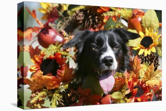 Border Collie 57-Bob Langrish-Premier Image Canvas