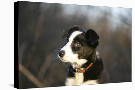 Border Collie 73-Bob Langrish-Premier Image Canvas