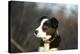 Border Collie 73-Bob Langrish-Premier Image Canvas