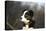 Border Collie 73-Bob Langrish-Premier Image Canvas