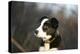 Border Collie 73-Bob Langrish-Premier Image Canvas