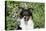 Border Collie 84-Bob Langrish-Premier Image Canvas