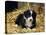 Border Collie Dog Puppy in Straw-null-Premier Image Canvas